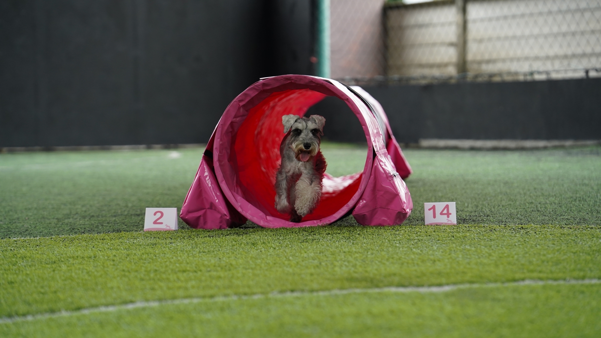Agility Club Bangkok